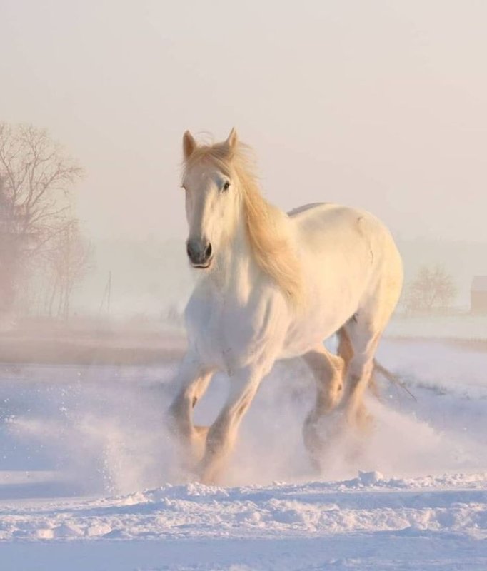 Белый конь