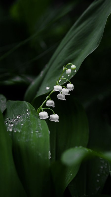 Ландыш горный