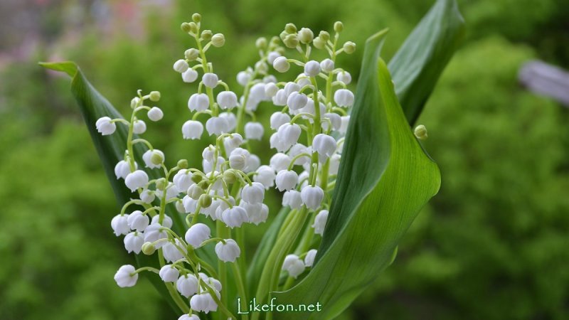 Цветы Ландыши