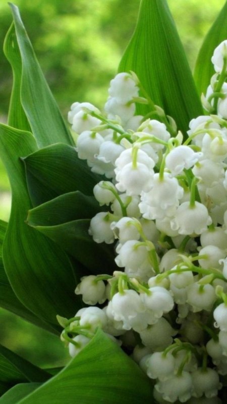 Цветок Королевский Ландыш