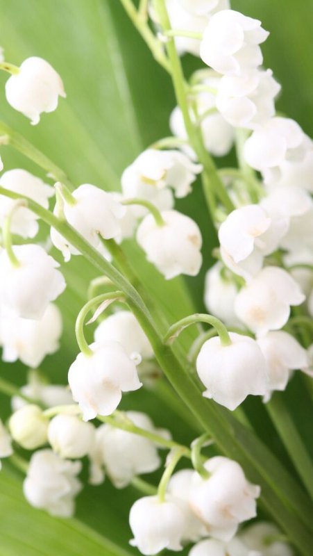 Белые Ландыши