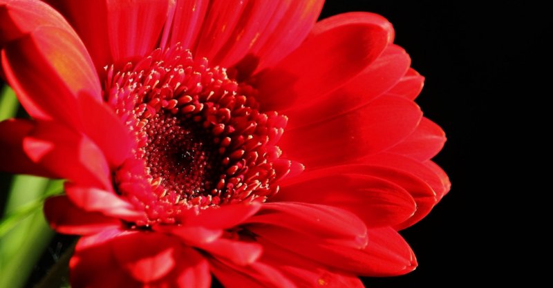 Ярко красные цветы