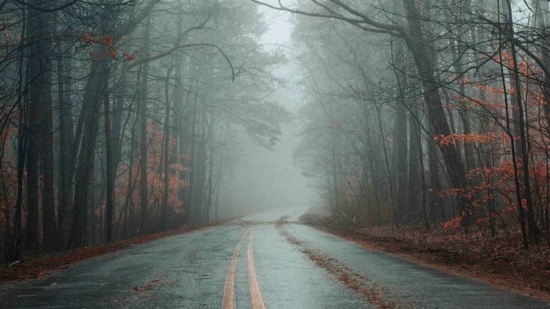 Лес в тумане