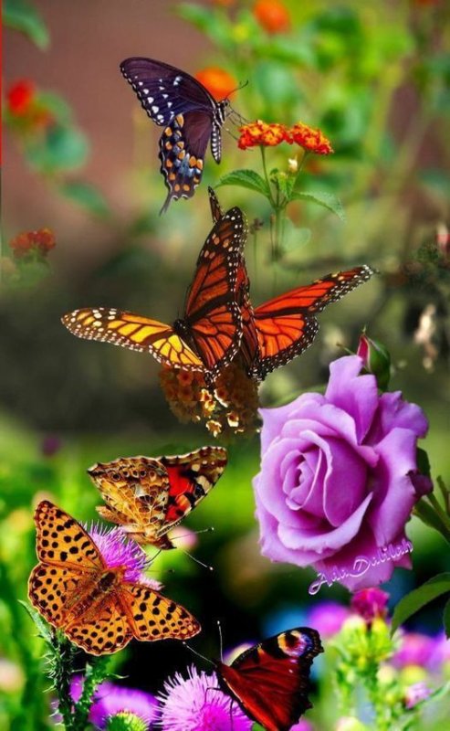 Красивые бабочки на цветах