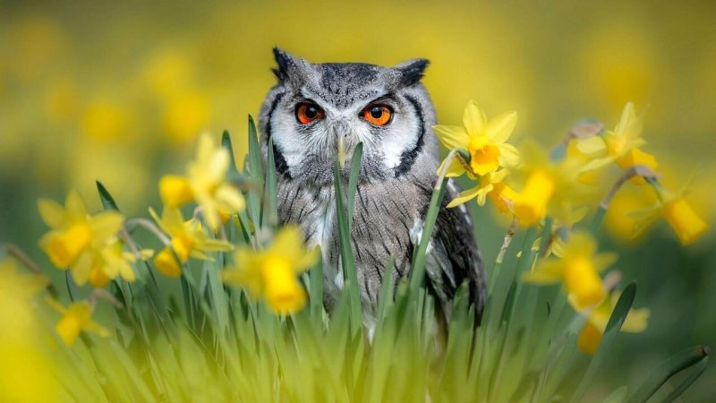 Заставка на рабочий стол птицы