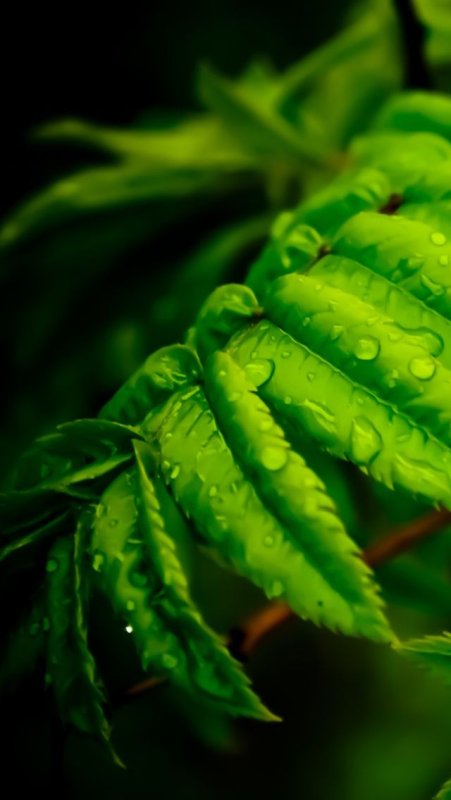 Зеленый цвет