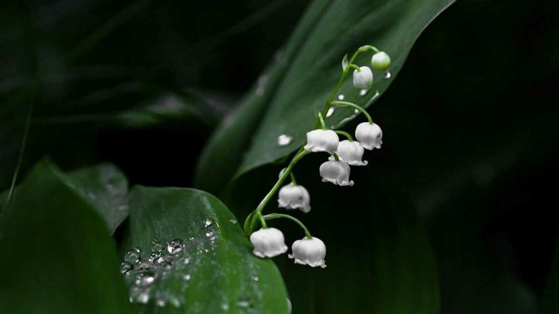 Ландыш Майский