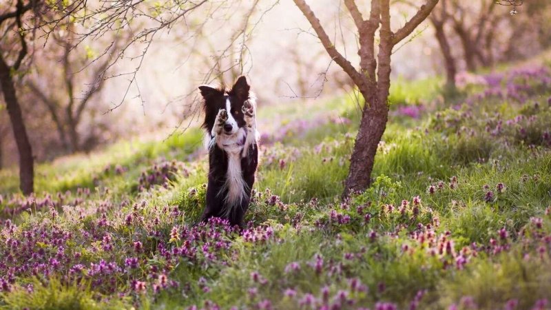 Животные весной