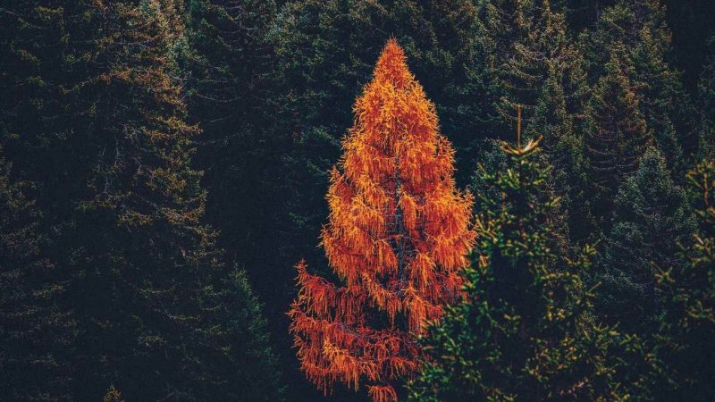 Оранжевый лес