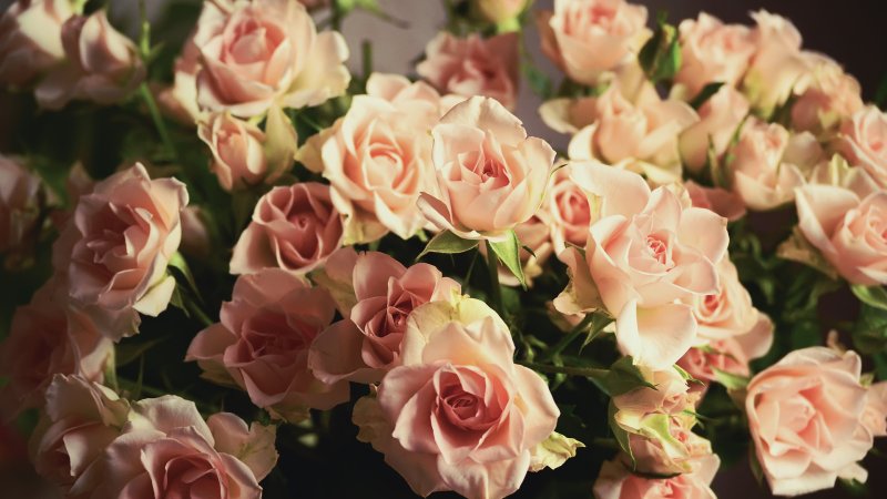 Роза Маржолен