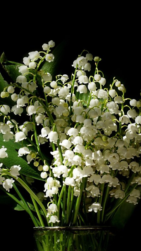 Темные Ландыши