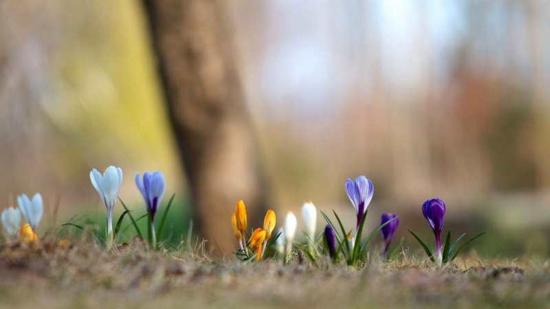 Ранняя Весна