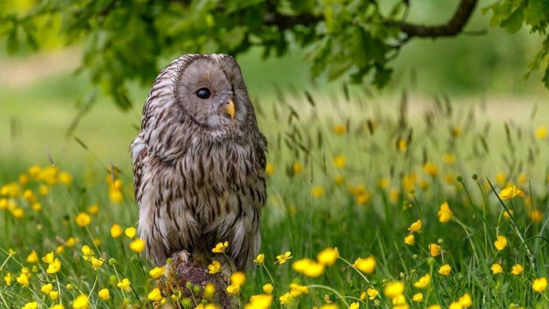 Весенняя Сова