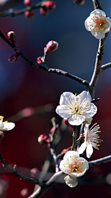 Весна широкий Формат