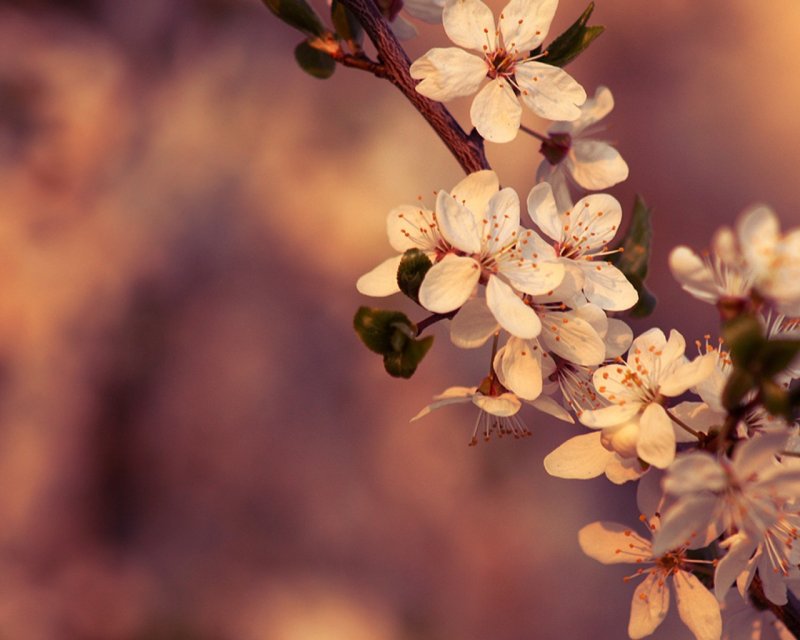 Коричневые цветы