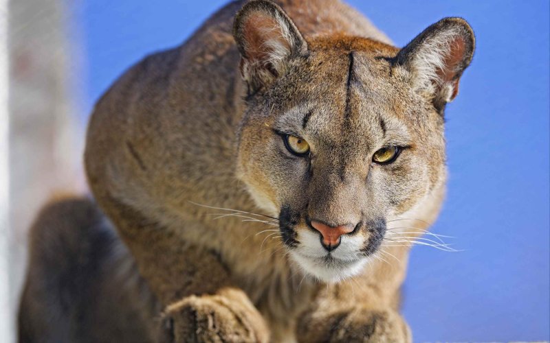 Пума горный Лев