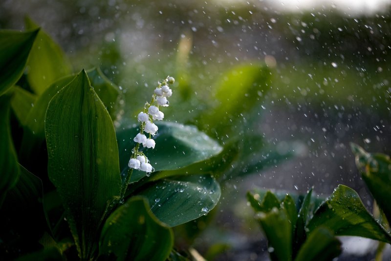 Весенние Ландыши