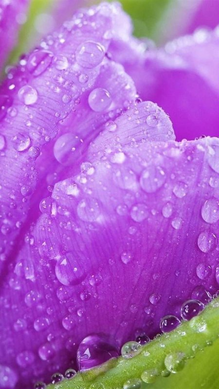 Красивые цветы