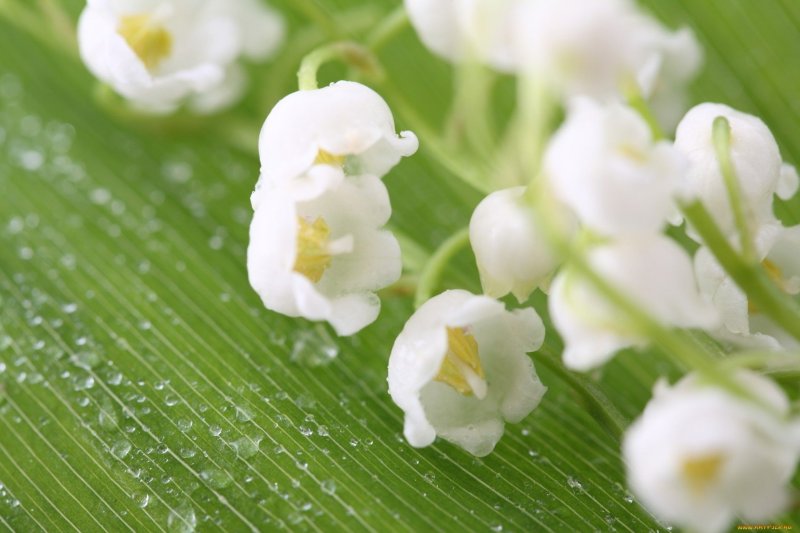 Белые Ландыши