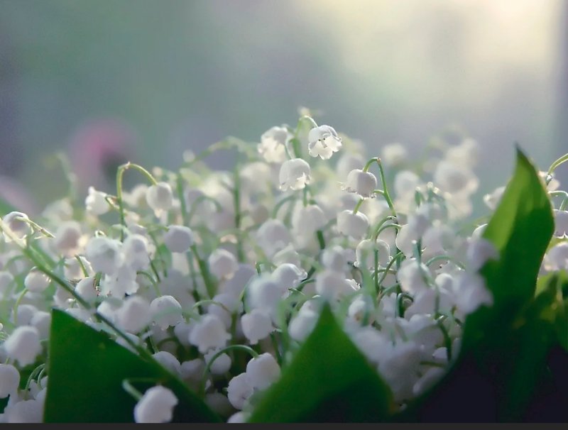 Цветы Ландыши