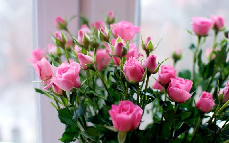 Розы маленькие бутоны кустовые