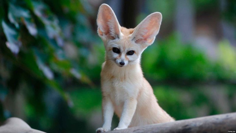 Лисички фенек