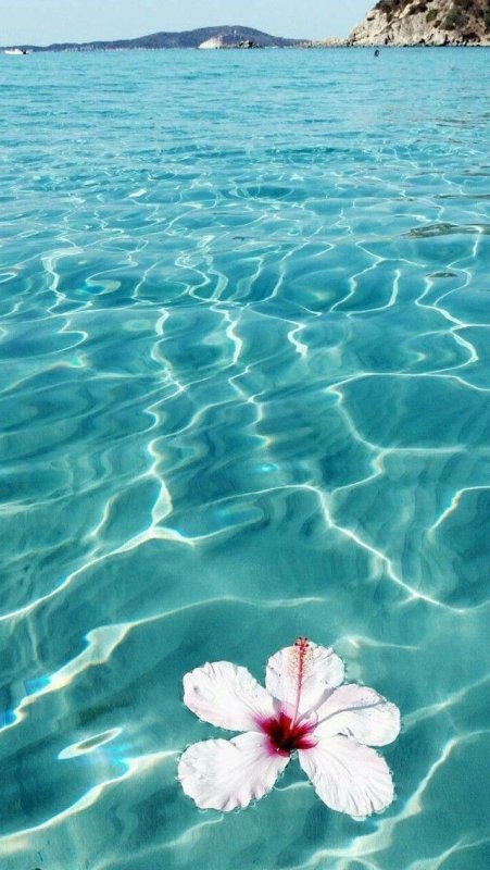 Море красивых цветов