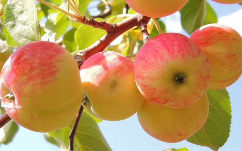 Яблоки Медовка