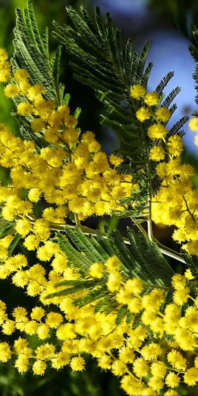 Мимоза цветок