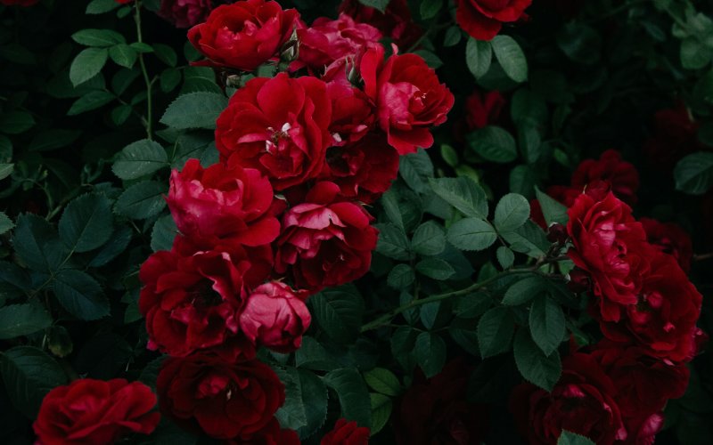 Роза ред Роуз