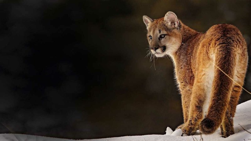 Карликовая Пума