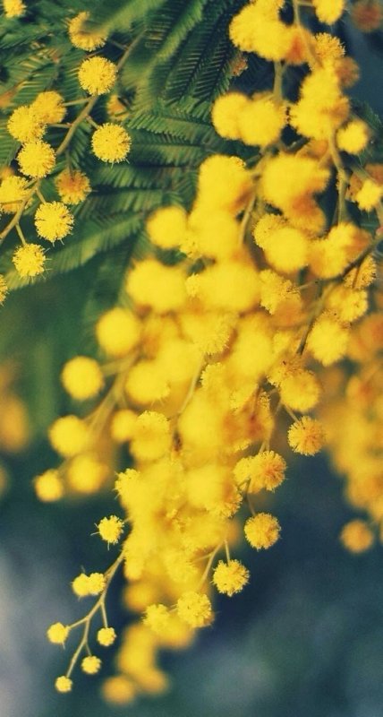 Мимоза желтая цветок
