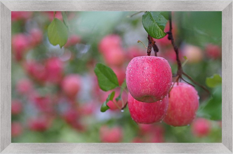 Яблоневый сад