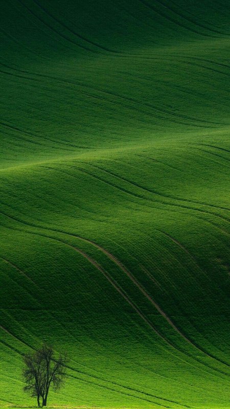 Красивый зеленый цвет