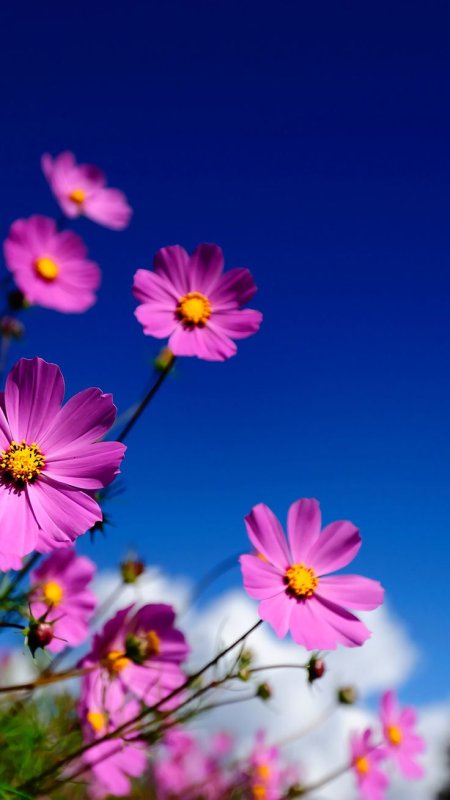 Яркие цветы