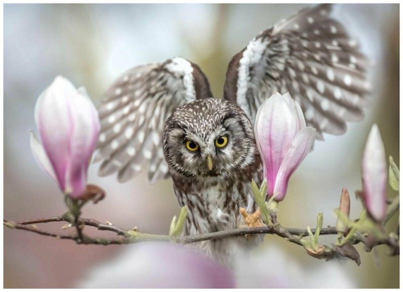 Сова в цветах