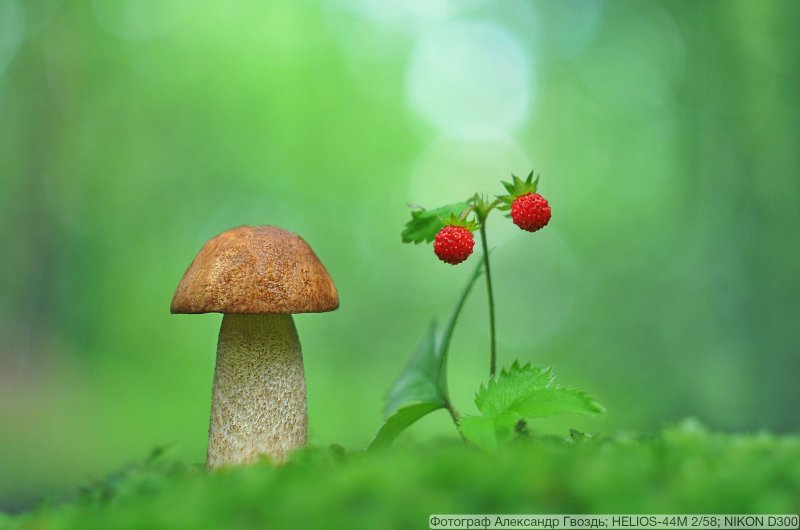 Лес грибы ягоды