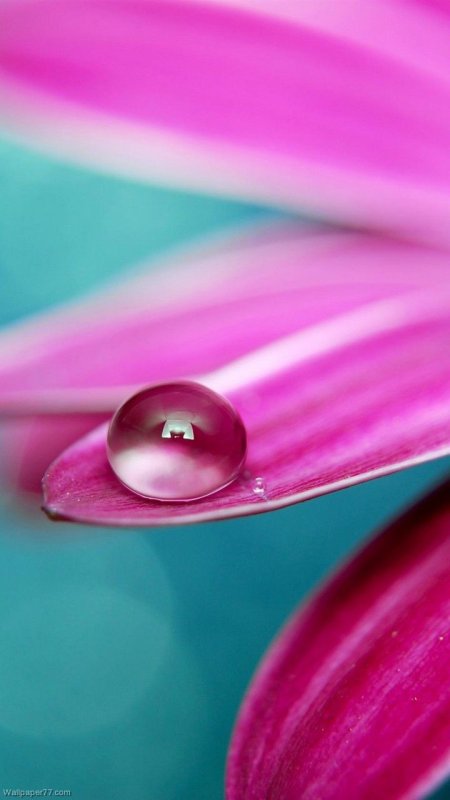 Розовые капли