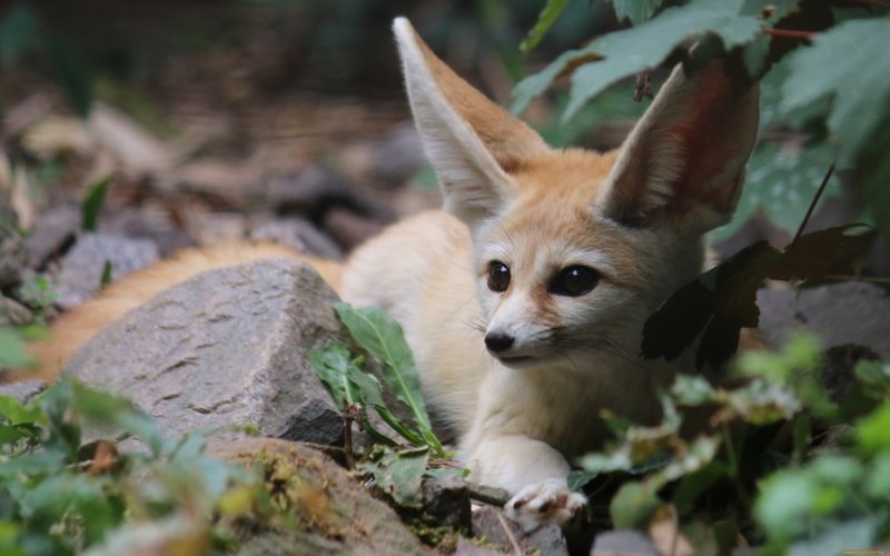 Ушастый фенек