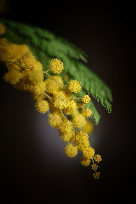 Мимозы распускаются