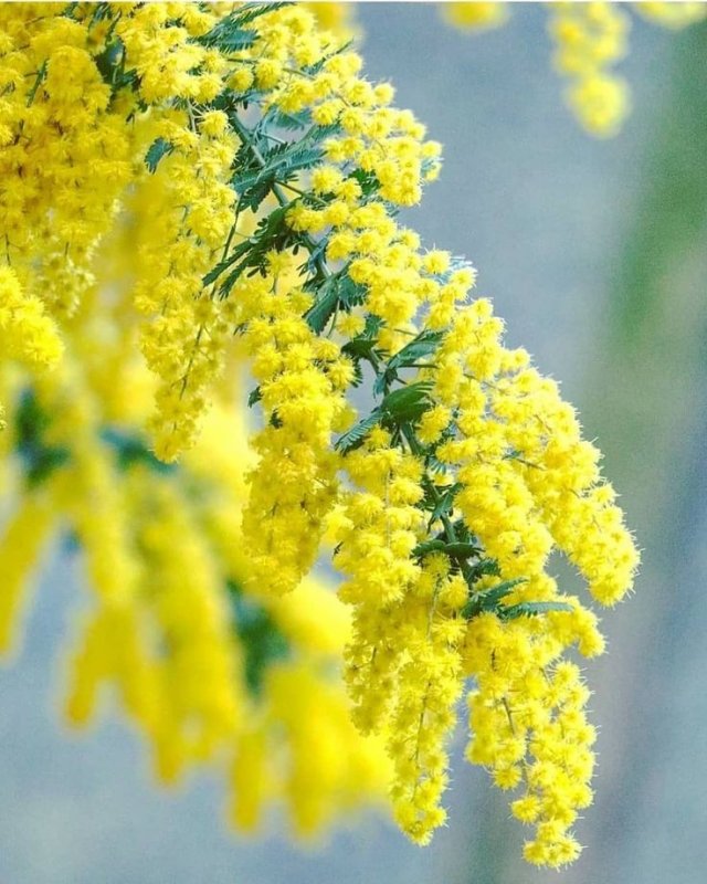Мимоза метельчатая