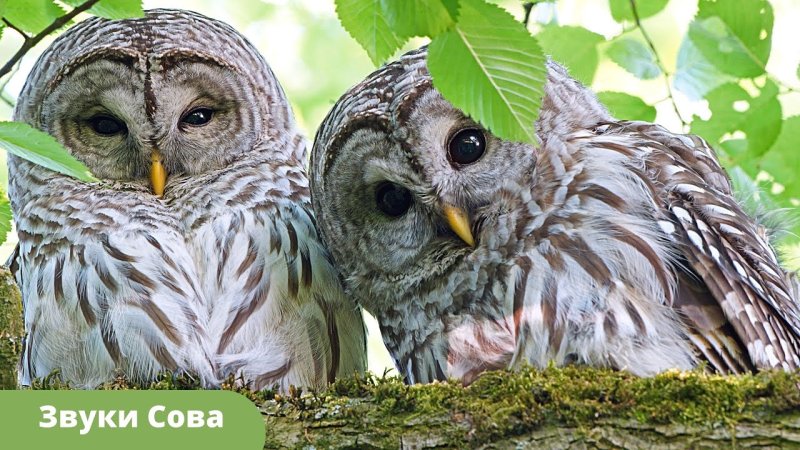 Длиннохвостая неясыть птенец