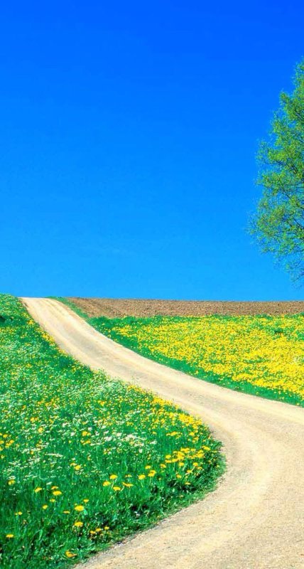 Картинки на телефон лето