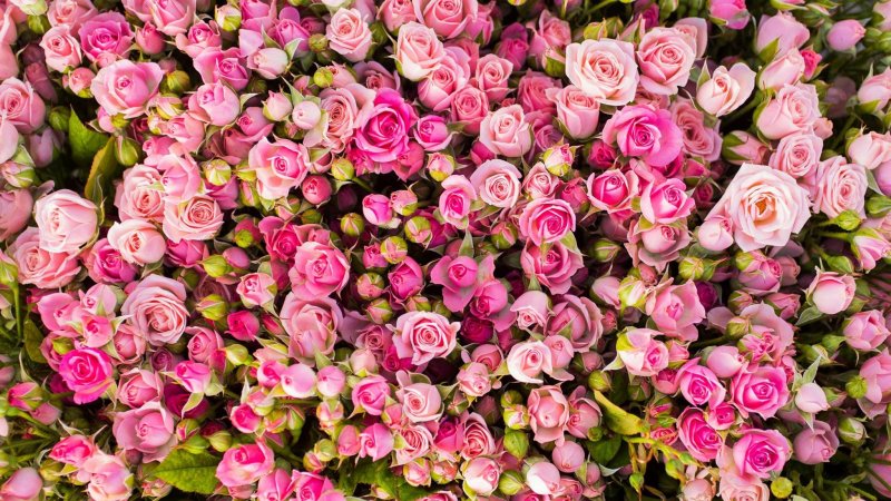 Роза почвопокровная Пинк Флорилэнд