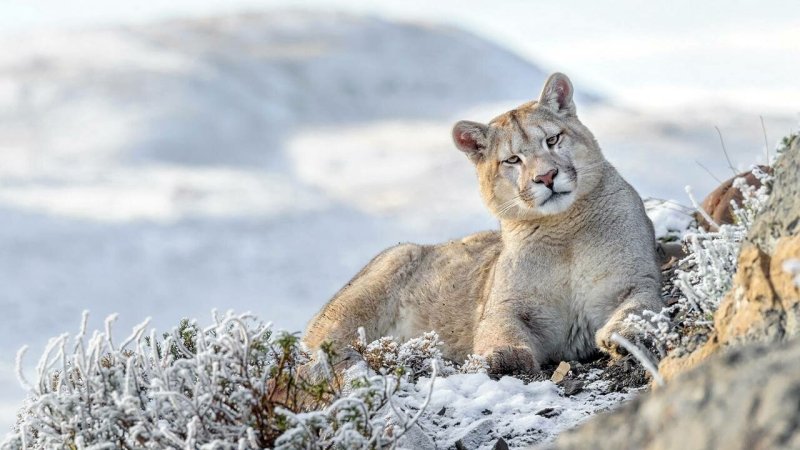 Канадская Пума