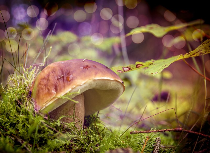 Красивые грибы