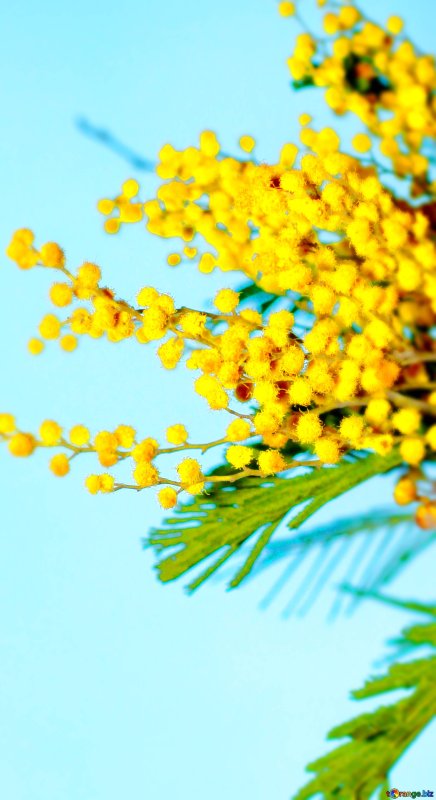 Мимоза хостилис