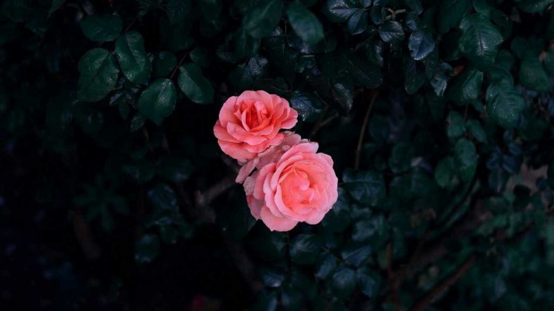 Розовые розы на кусту