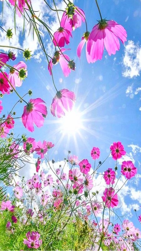 Яркие весенние цветы