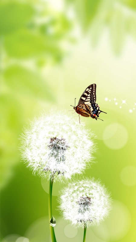 Фотообои телефон